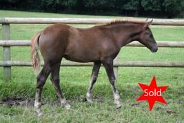 Ho;;ybrooke Cappuccino